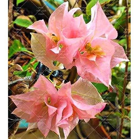 50 Graines De Bougainvilliers Fraîches - Fleurs Rouges - Pour Jardin, Balcon Ou Terrasse - Idéal Pour Les Amateurs De Jardinage