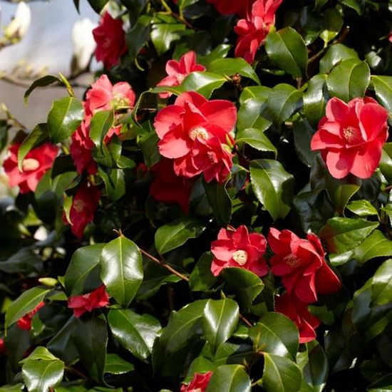 Camellia japonica 'Black Lace' - Rosier du Japon - Buisson - Persistant -  D15 cm - H30-35 cm - Cdiscount Jardin