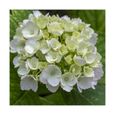  Hortensia macrophylla Blanc-Pot de 4L - 40/60 cm-BELLEVUE DISTRIBUTION-0