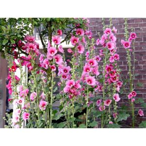 GRAINE - SEMENCE 35 Graines de Rose Trémière - fleurs jardins ornement - méthode BIO