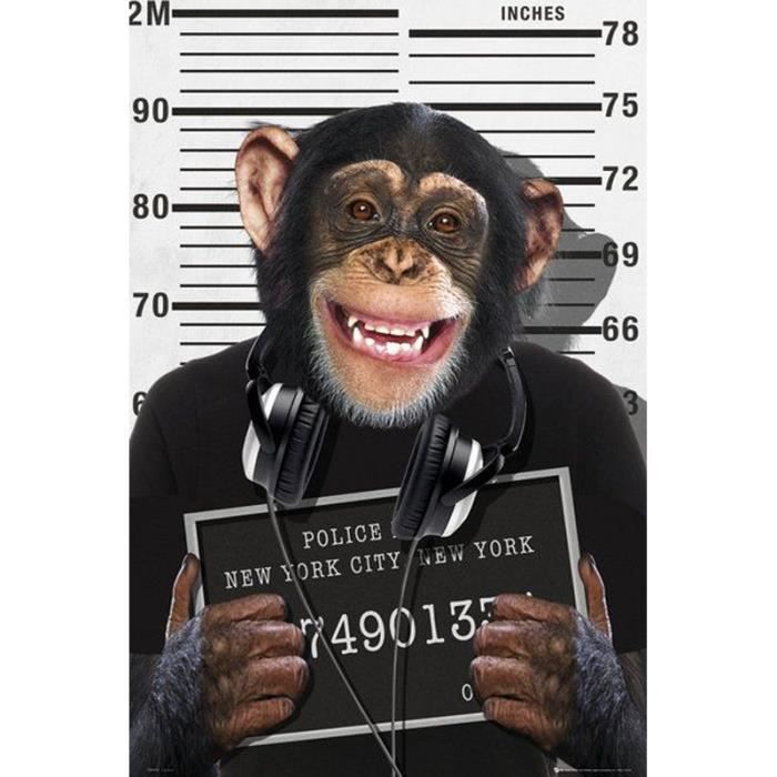 Poster Fun Singe Jugé coupable - Cdiscount Maison