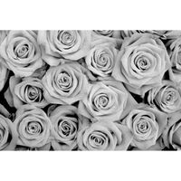 Papier Peint Photo INTISSÉ-(201504-FLEURS-300x223 cm-6 lés-Mural Poster Géant XXL-Noir Blanc-Roses Rose Blossom Flower Nature