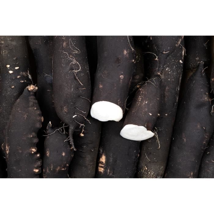 Lot de 500 Graines de Radis Rave Noir Gros Long D'Hiver - longue racine - chair blanche et ferme - Bonne conservation hivernale