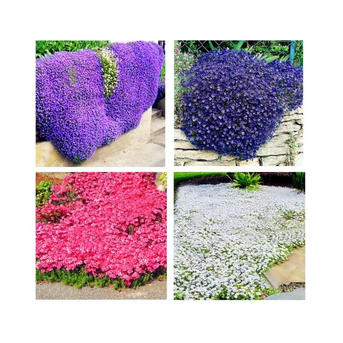 OLOADE Graines De Thym (Shibazakura) Vivaces Rustiques - Couvre-Sol Facile Fleurs Abondantes Jardin