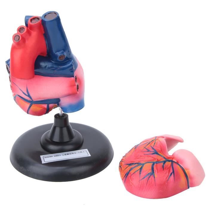 HeineScientific Modèle De Cœur Humain