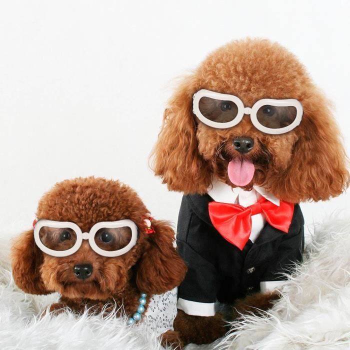 Employe De Bureau Nerf Contourne Chat Chien Avec Lunettes De Soleil Inconscient Foulee Illusion Employe De Bureau Nerf Contourne Chat Chien Avec Lunettes De Soleil Inconscient Foulee Illusion
