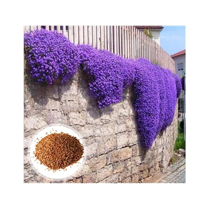 OLOADE Graines de thym, graines de Fleurs faciles à cultiver, Couvre-Sol Vivace Rustique pour Jardins, parterres de Fleurs et extérieur OLOADE Graines de thym, graines de Fleurs faciles à cultiver, Couvre-Sol Vivace Rustique pour Jardins, parterres de Fleurs et extérieur