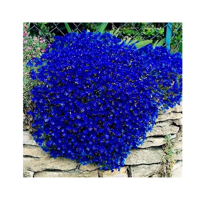 Graines De Thym Shibazakura - Fleurs Vivaces Faciles à Cultiver, Couvre-Sol Rustique Pour Jardin Et Extérieur