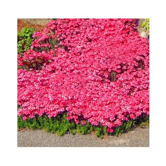 1000pcs Sachet Thym Serpolet Rouge, Graines De Thym De Graies De Fleurs Faciles à Planter Graines De Thym Rampant Graines SEMENCE - Jardin