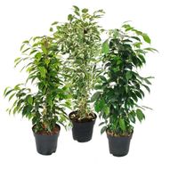 Lot de 3 Ficus benjamini - Exotenherz - Anastasia, Twighlight, Danielle - Pot de 17cm