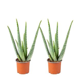 PLANTE POUSSÉE 2x Aloe Vera Barbadensis - Plante succulente - Ent