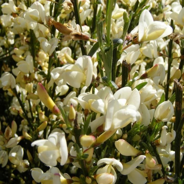 Cytisus x praecox 'Albus' - Cytise alba - Genêt hybride blanc - Cdiscount  Jardin