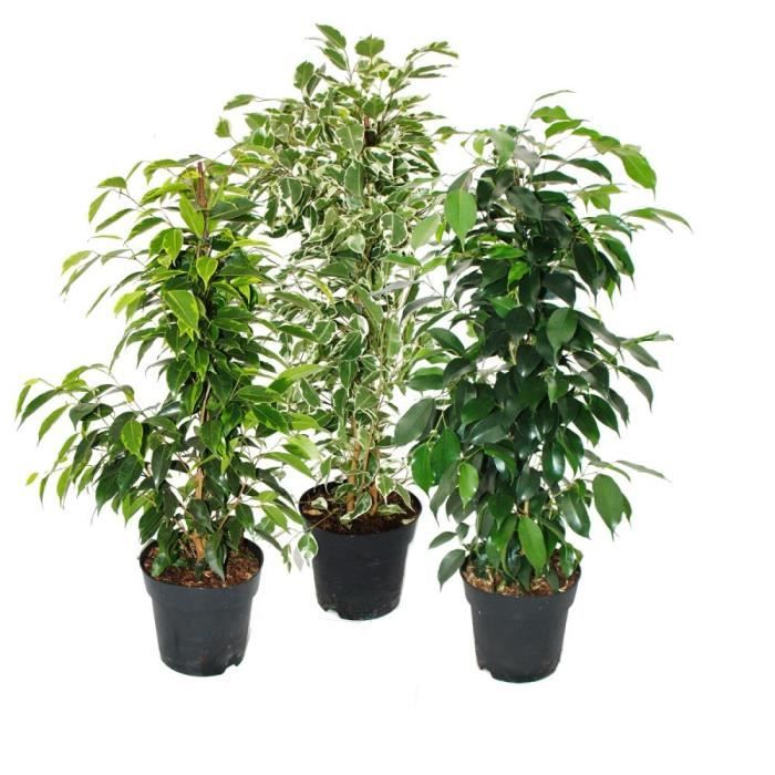 Exotenherz - Ficus benjamini - Lot de 3 - Anastasia - Twighlight - Danielle en pot de 17cm