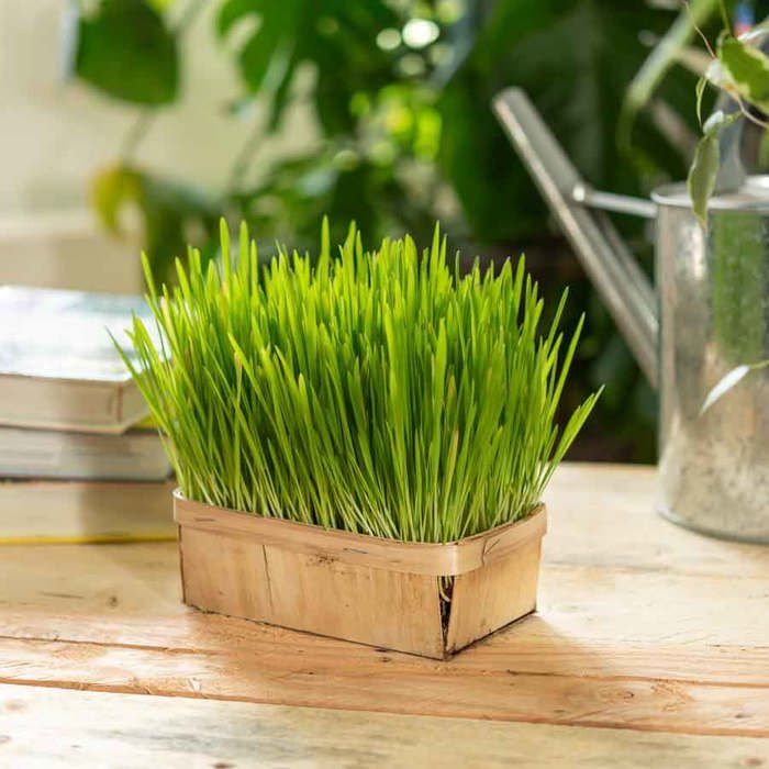 Comparer les prix de Vilmorin - Herbe A Chat Bio Gm Vl 2 Amistar