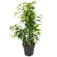 Lot de 3 Ficus benjamini - Exotenherz - Anastasia, Twighlight, Danielle - Pot de 17cm-1