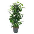 Lot de 3 Ficus benjamini - Exotenherz - Anastasia, Twighlight, Danielle - Pot de 17cm-2