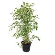 Lot de 3 Ficus benjamini - Exotenherz - Anastasia, Twighlight, Danielle - Pot de 17cm-3