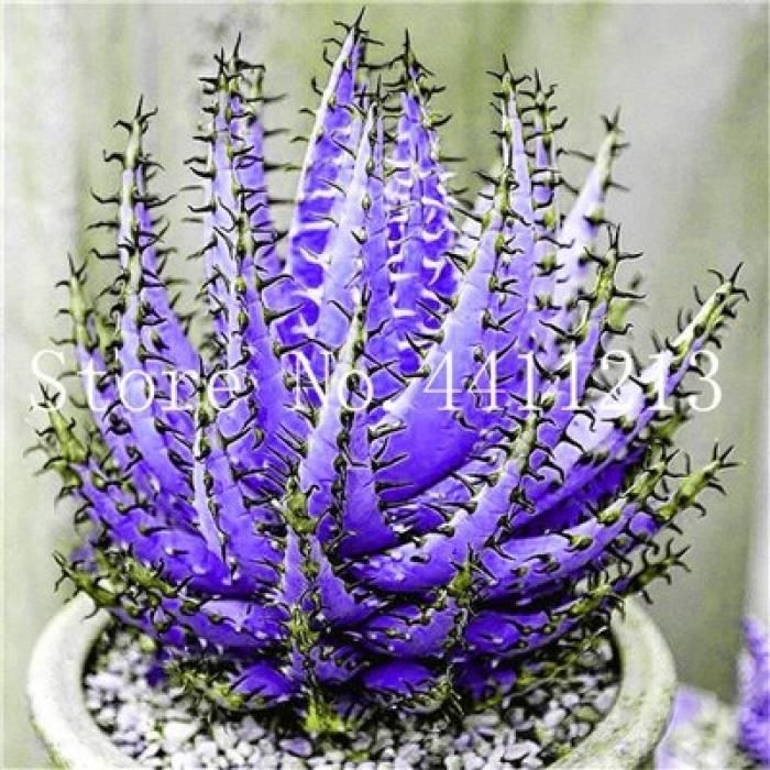 Version 13 - Couleur Rare Aloès Bonsaï 0 Pièces Plantes Succulentes De Cactus, Comestibles, Médicinaland Beauté Cosmétique Pour La