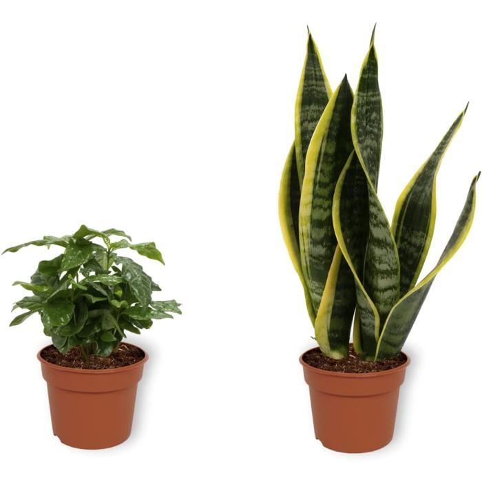 Sansevieria (Langue De Belle-mère) Laurentii - Lot De 2 Plantes D'intérieur - Pot 14 Cm, Hauteur ~45 Cm
