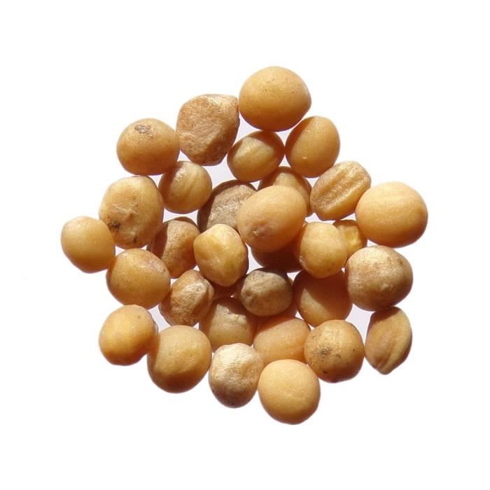 Moutarde Blanche Bio Sinus - 3 grammes - Sinapis Alba L. - White Mustard - (Engrais Vert - Green Manure) - SEM06