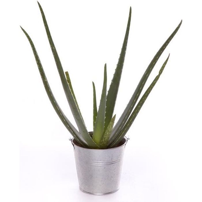 Aloé Véra 30cm