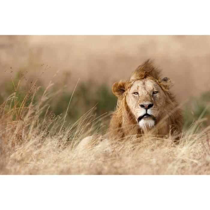 Poster Géant Papier Peint Lion 3m X 2m80 - Neuf Sous Emballage