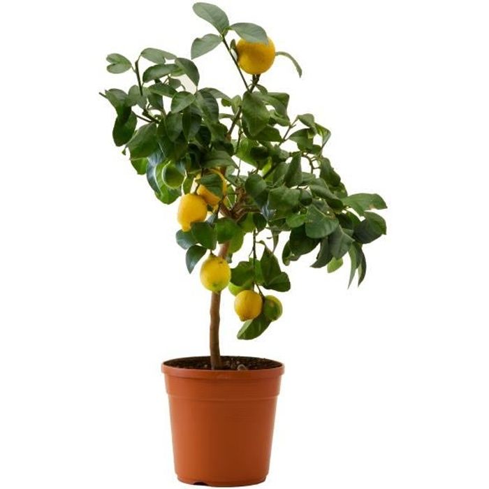 Citronnier Des 4 Saisons Ou Citrus Limon Agrume Meilland Richardier