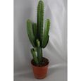 Cactus Euphorbe 50/60 cm, plante naturelle, très facile d'entretien-0