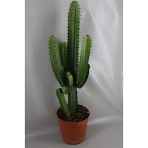PLANTE POUSSÉE Cactus Euphorbe 50/60 cm, plante naturelle, très f