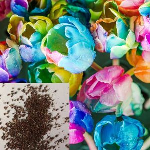 GRAINE - SEMENCE 100 gélules-1 sachet de graines de tulipes aux couleurs arc-en-ciel, petites fleurs de jardin prolifiques et colorées