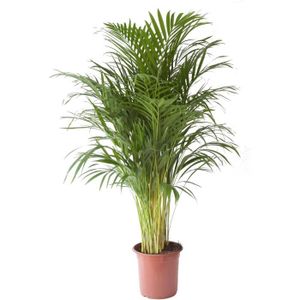 PLANTE POUSSÉE Plante d'intérieur de Botanicly – Palmiste multipliant – Hauteur: 120 cm – Areca dypsis lutescens238