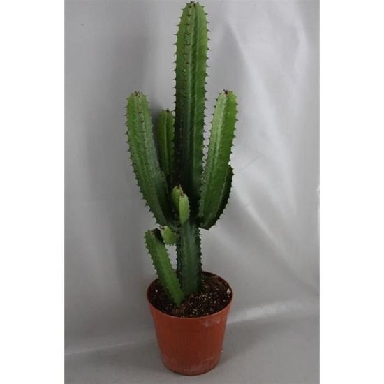 Cactus Euphorbe 50/60 cm, plante naturelle, très facile d'entretien