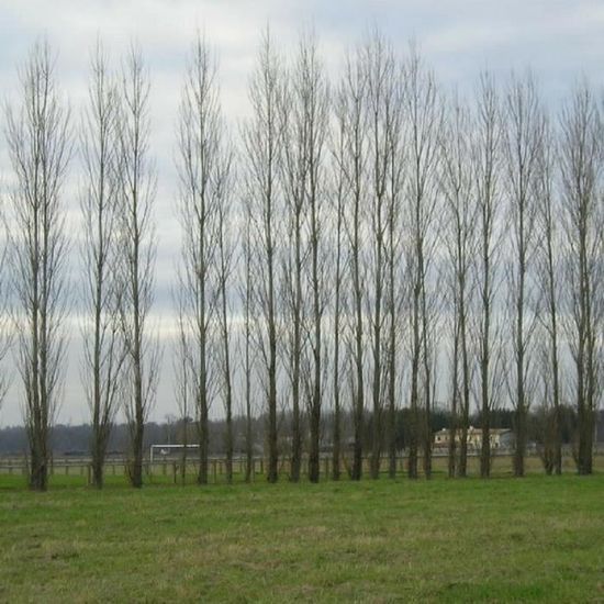 Peuplier Noir D Italie Populus Nigra Italica Jeune Plant En Godet 40 Cm Cdiscount Jardin