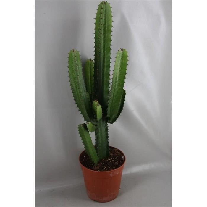 Cactus Euphorbe 5060 Cm Plante Naturelle Très Facile Dentretien