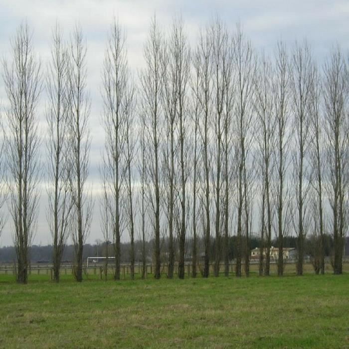 Peuplier Noir D Italie Populus Nigra Italica Jeune Plant En Godet 40 Cm Cdiscount Jardin