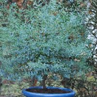 Plante poussée - Eucalyptus gunni France Bleu® 'Rengun' - Pot de 5L - 80/100 cm - Bellevue Distribution