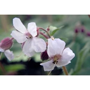 PLANTE POUSSÉE Plante Vivace à Fleurs - Geranium cantabrigiense 'Biokovo' - bec de grue en pot de 9 x 9 cm
