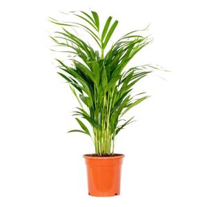 PLANTE POUSSÉE Dypsis Lutescens - Golden Palm - Plante d'intérieu