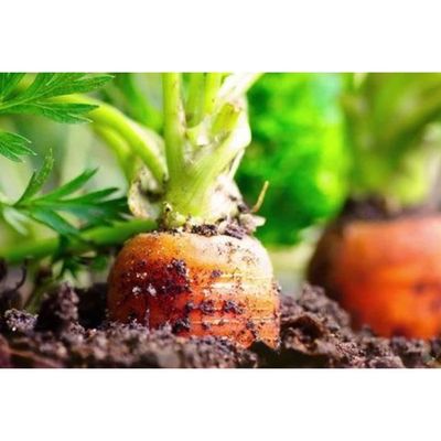250 Graines de Cerfeuil Méthode BIO plantes jardin potager aromatique légumes 