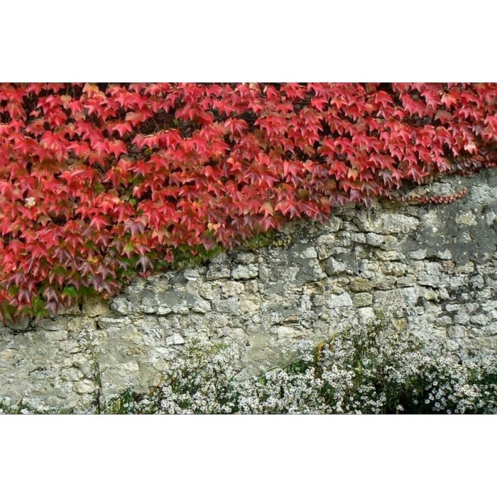 10 Graines de Vigne vierge - plante ornementale façade décorative méthode BIO