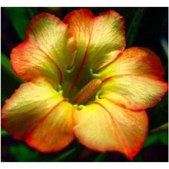 Adenium Obesum HoneyRose Du DésertFaux Baobab3 Graines[x2341] Cdiscount Jardin