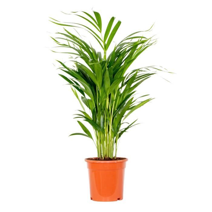 Dypsis Lutescens - Golden Palm - Plante d'intérieur - Entretien facile - D17 cm - H60-70 cm