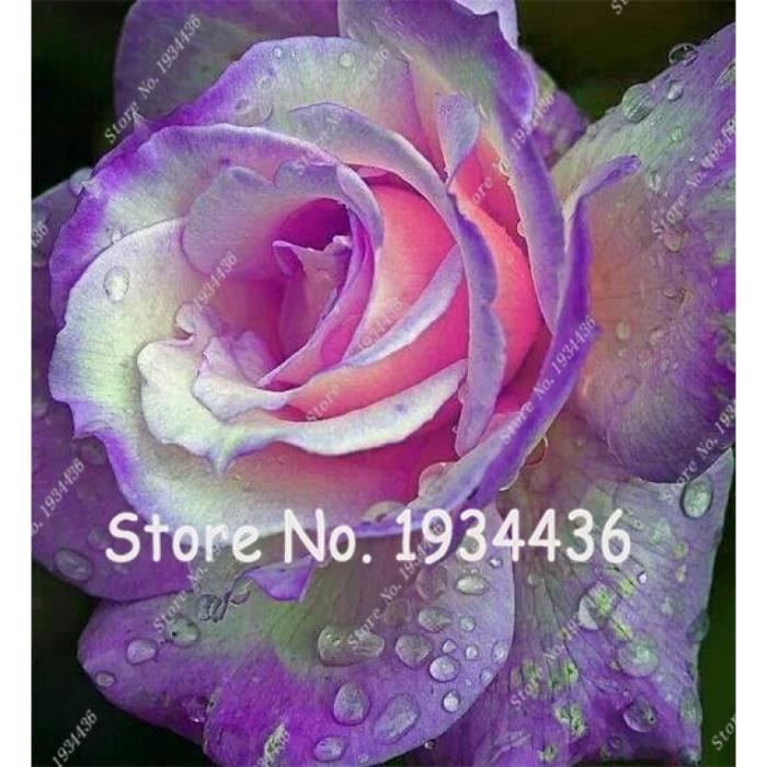 200 pièces graines RARE Bleu Rose Rose Garden Bonsai fleurs maison jardin plantes nouveau V