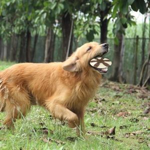 Gateau Pour Chien Achat Vente Pas Cher Gateau Pour Chien Achat Vente Pas Cher