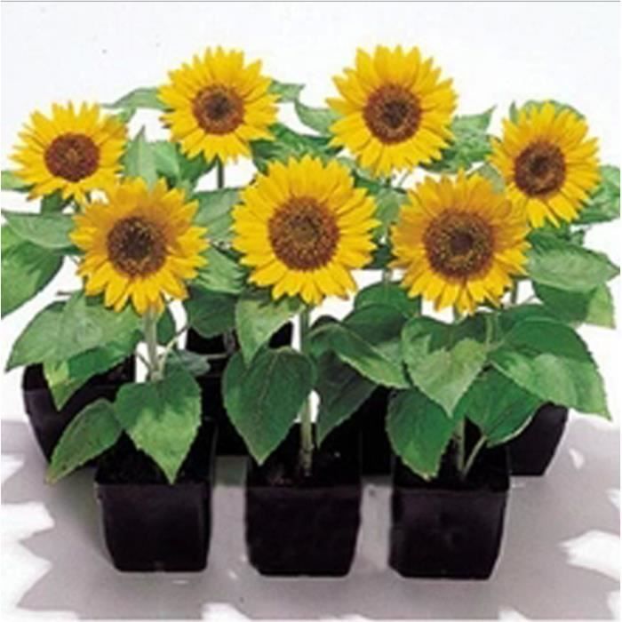 Graines De Tournesol Nain En Pot De Legumes Legumes Graines De