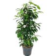 Ficus benjamini "Danielle" en pot de 17cm-0
