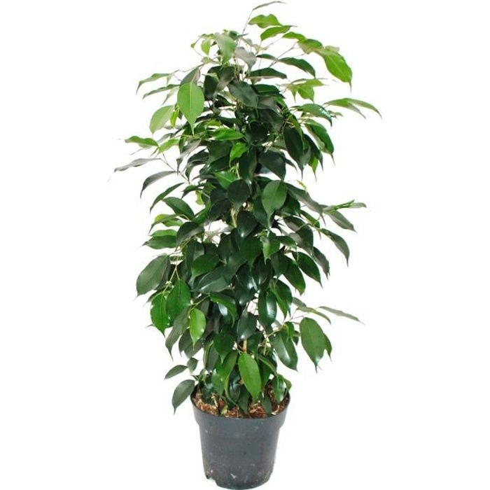 Ficus Danielle avec un tressé Tige Plante 17 cm Pot pleureur Fig environ 65 cm de hauteur
