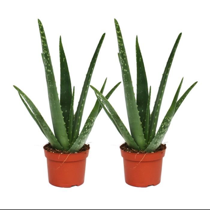 Exotenherz - Lot de 2 - aloe vera - environ 2 ans - pot de 10,5cm