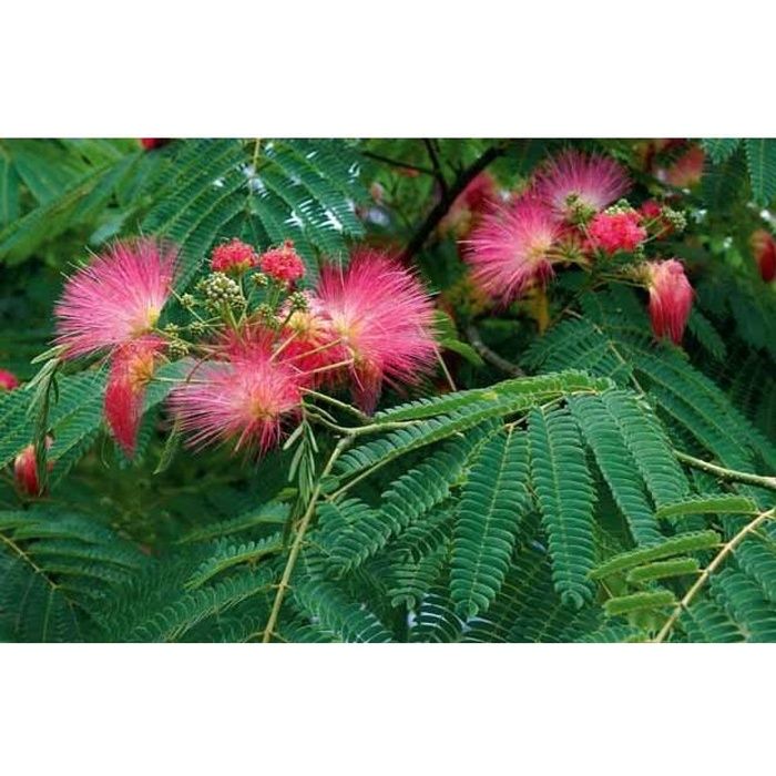 Albizia rose