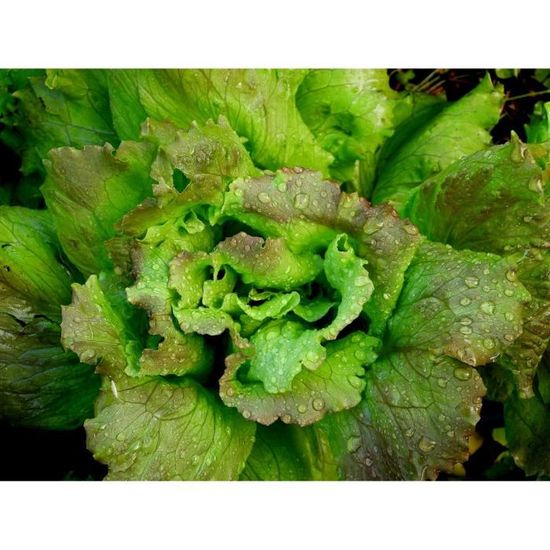 Lot De 500 Graines De Laitue Brune D'Hiver - Variété Ancienne Et